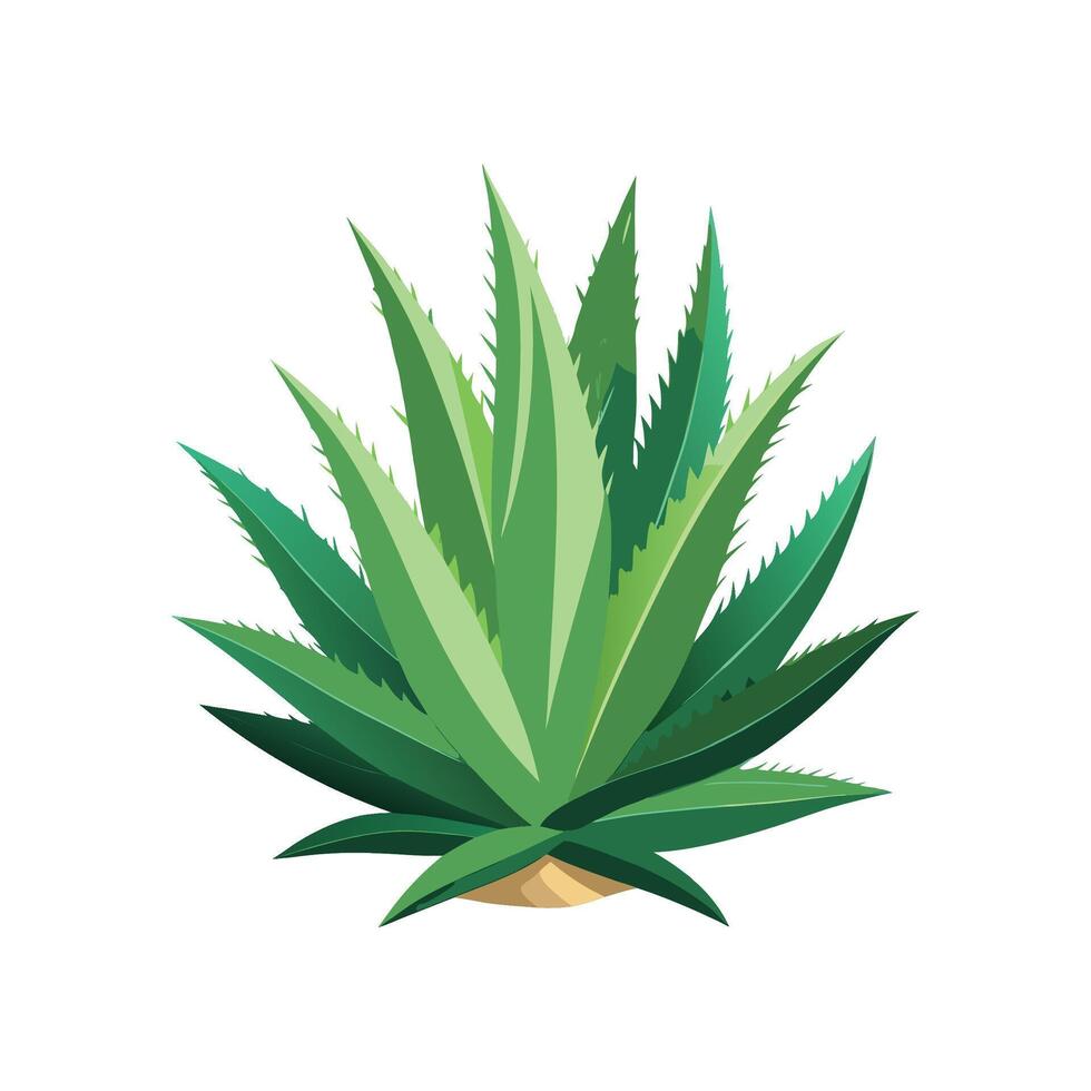 Gorgeous Aloe Aristata Plant vector