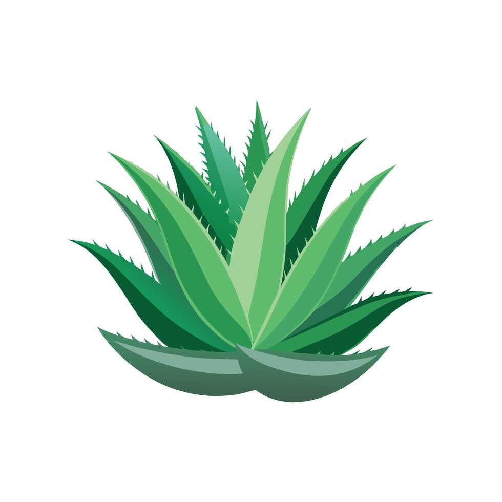 Elegant Aloe Aristata Illustration vector