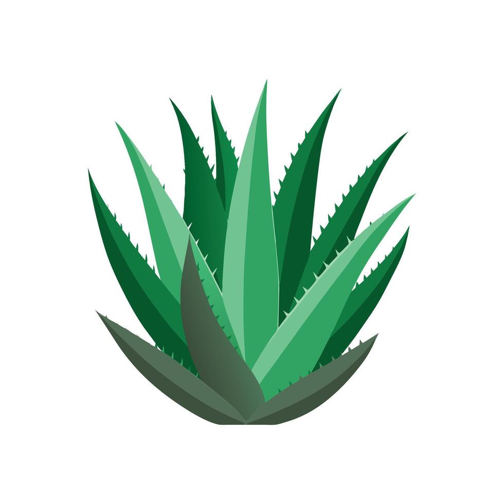 Stylish Aloe Aristata Plant for Indoor Use vector