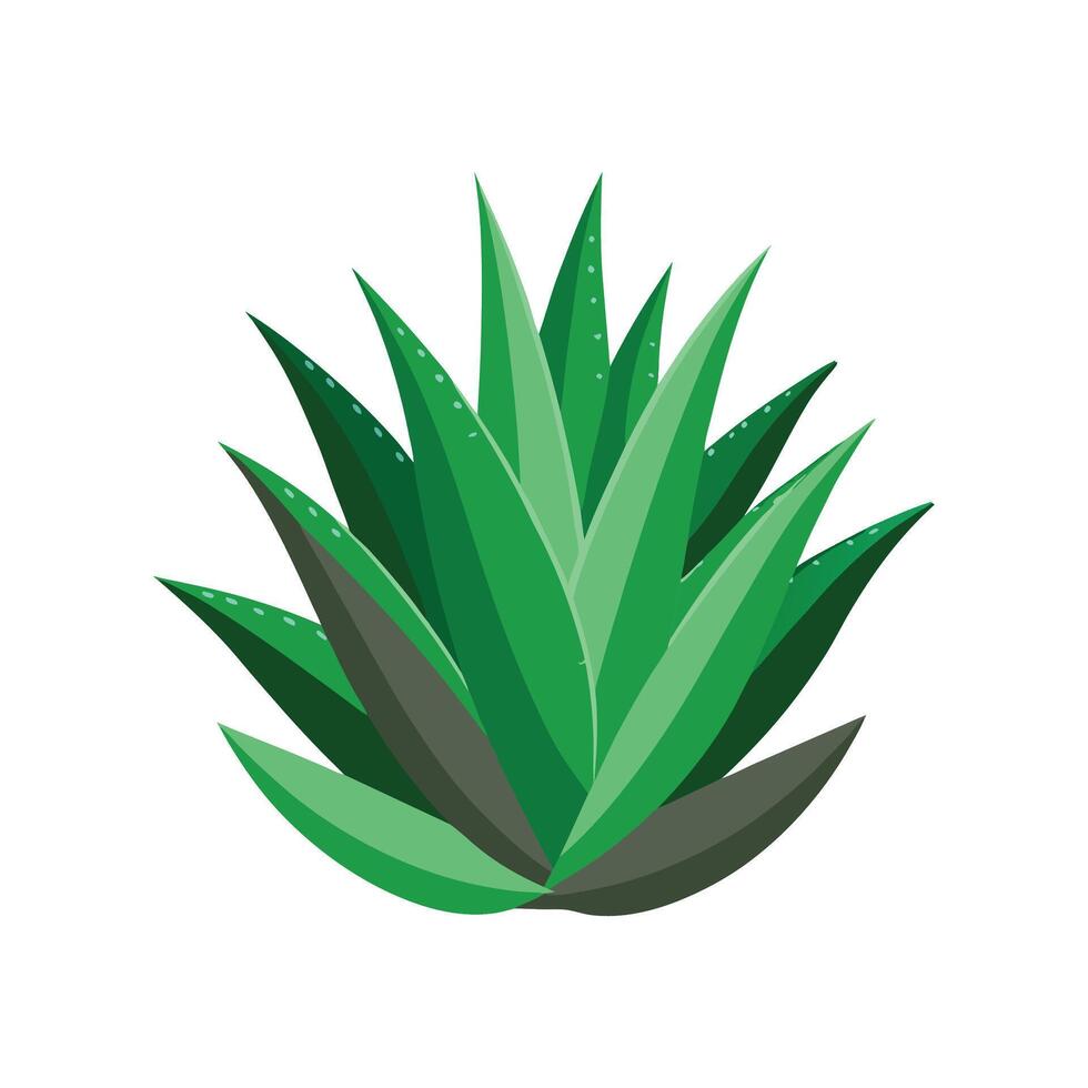 Elegant Aloe Brevifolia Plant vector