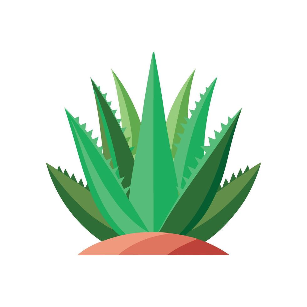 Charming Crosscut Aloe Illustration vector