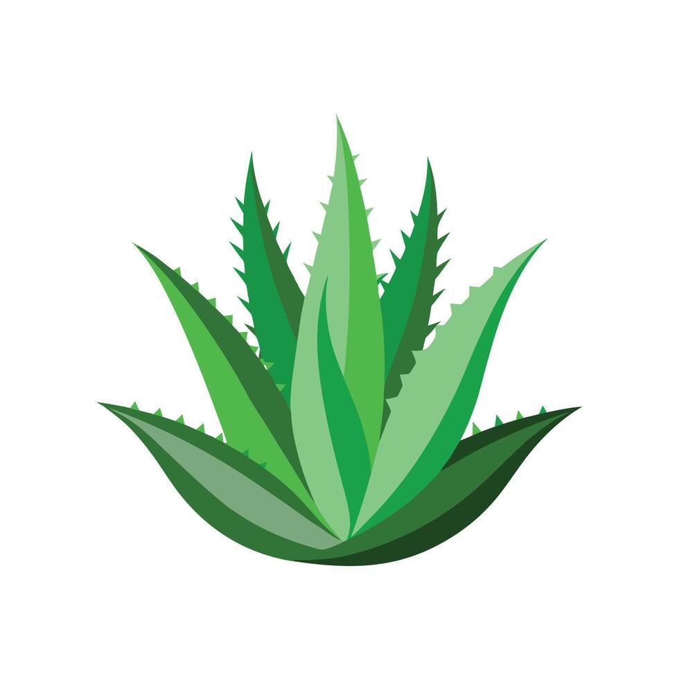 Stylish Crosscut Aloe Plant Artwork vector