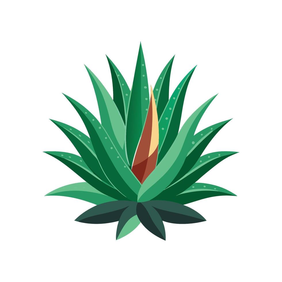 Gorgeous Aloe Maculata Plant Artwork vector