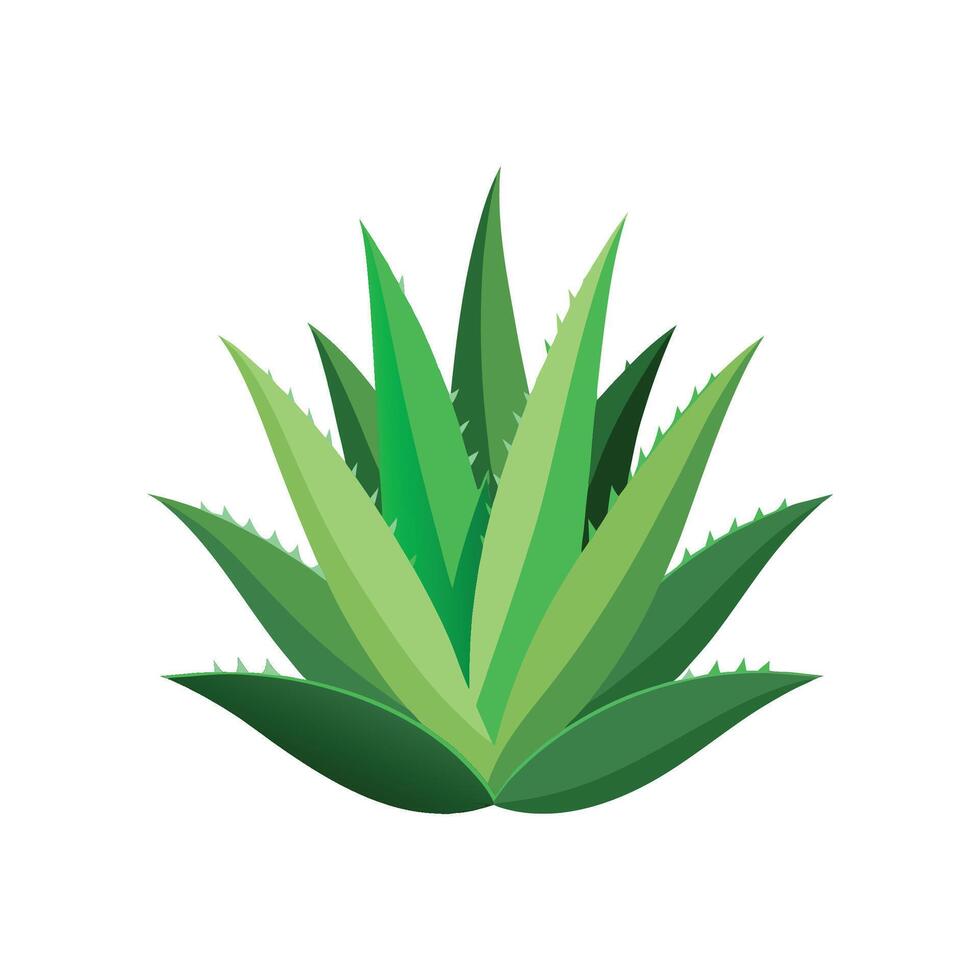 Elegant Aloe Saponaria Plant Illustration vector