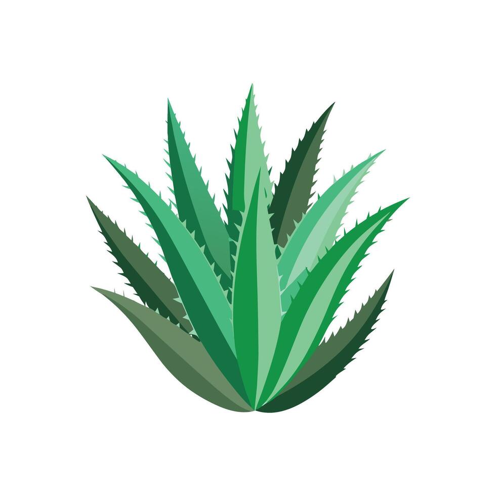 Stylish Aloe Striata Plant Artwork vector