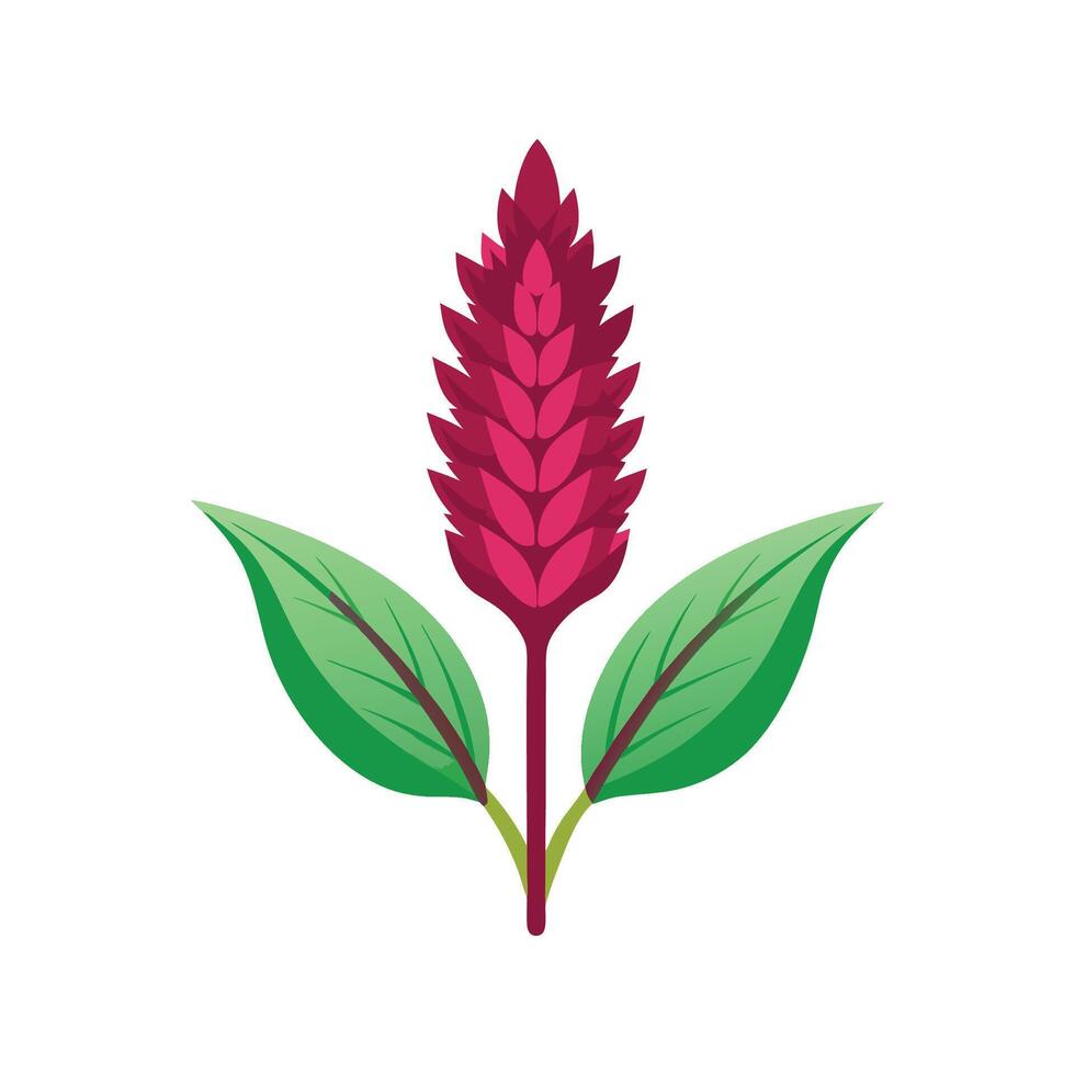 Elegant Amaranth Plant Design vector