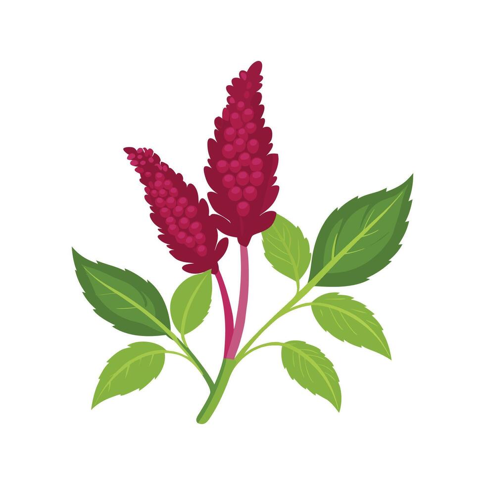 Stylish Amaranth Plant Artwork vector