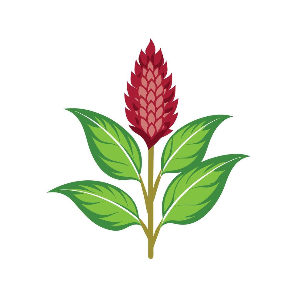 Charming Amaranth Plant Illustration vector