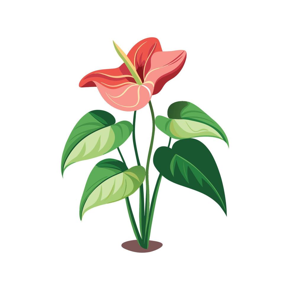 Gorgeous Anthurium Andraeanum Artwork vector