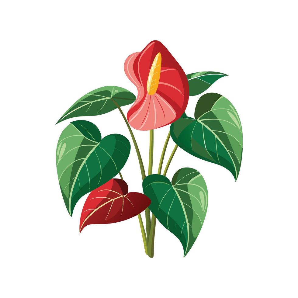 Stunning Anthurium Andraeanum Plant Design vector