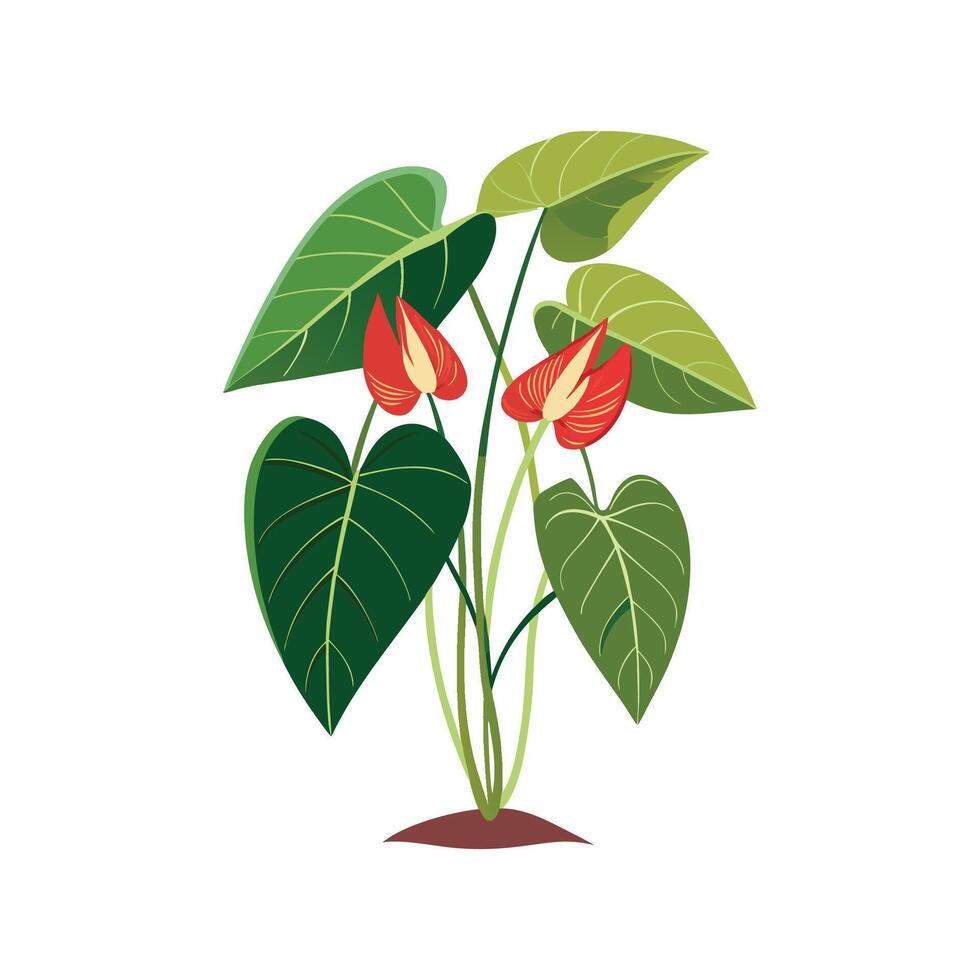 Unique Anthurium Clarinervium Illustration vector