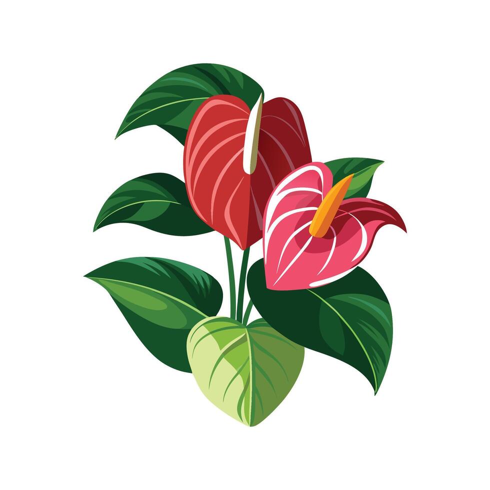 Charming Anthurium Andraeanum Illustration vector
