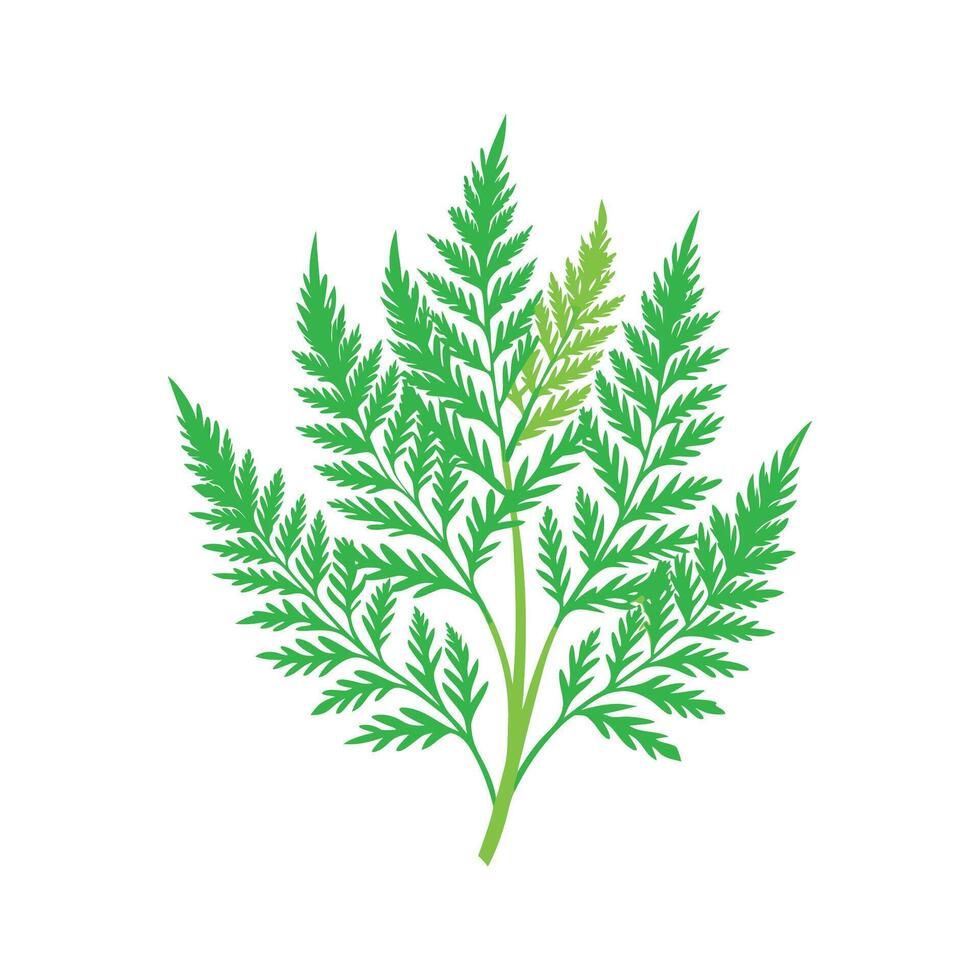 Charming Asparagus Fern Plant Design vector