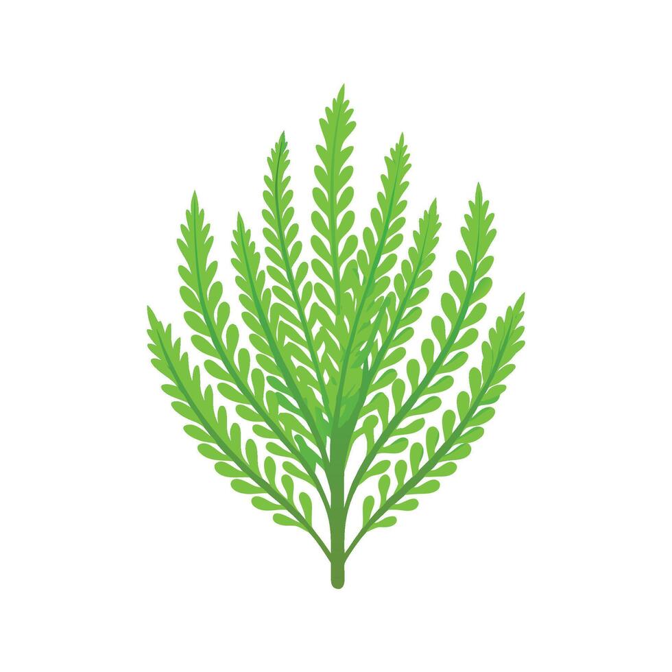 Vibrant Asparagus Fern Plant Illustration vector