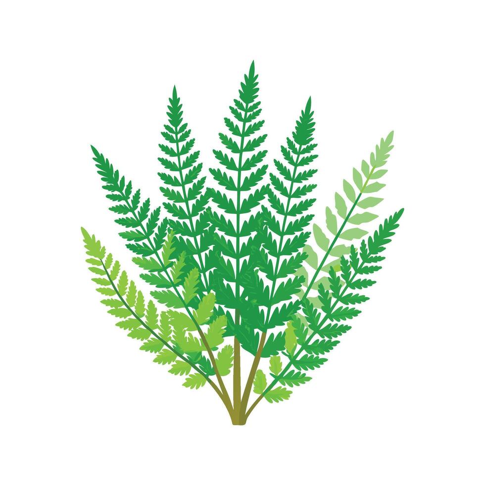 Elegant Asparagus Fern Artwork vector