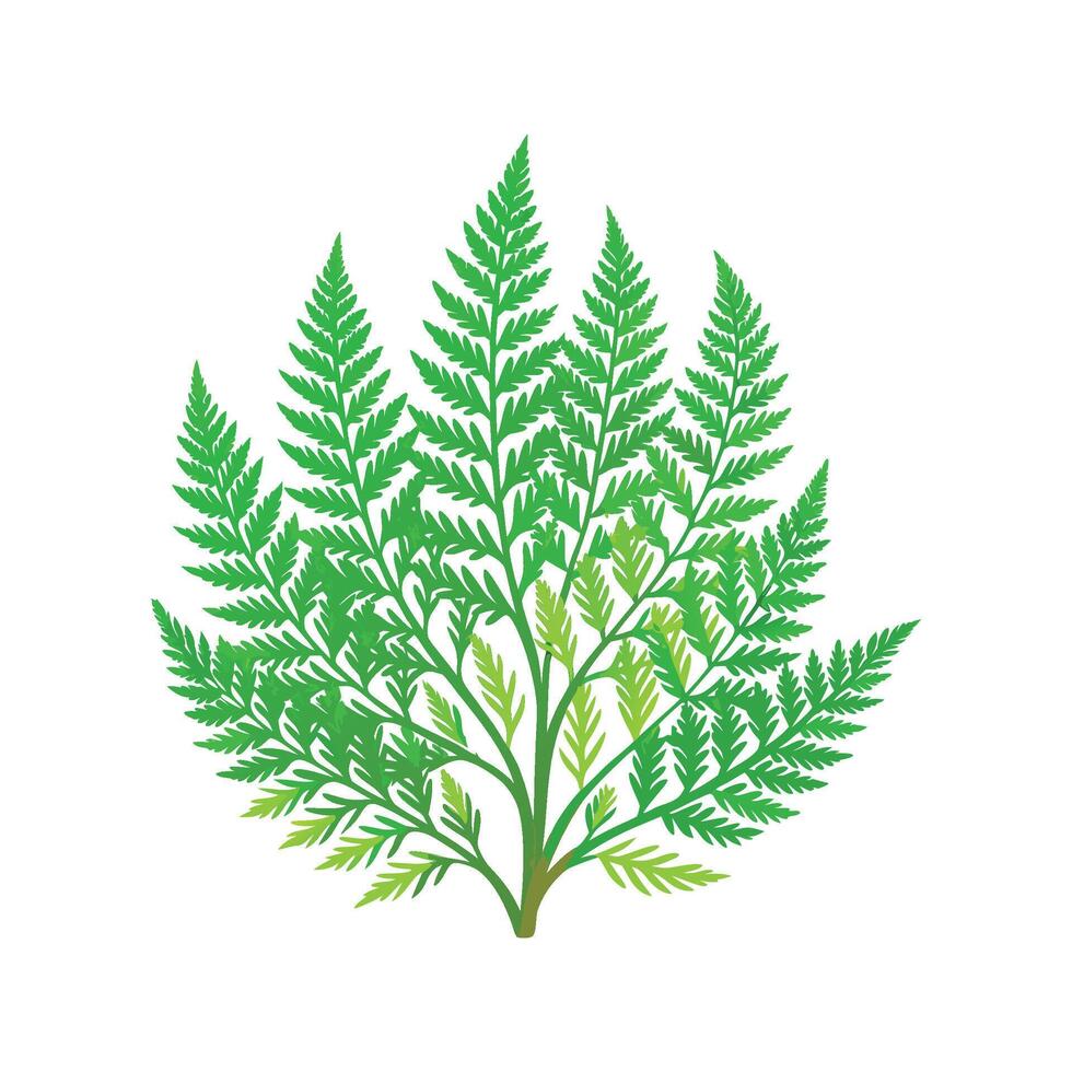 Unique Asparagus Fern Artwork vector