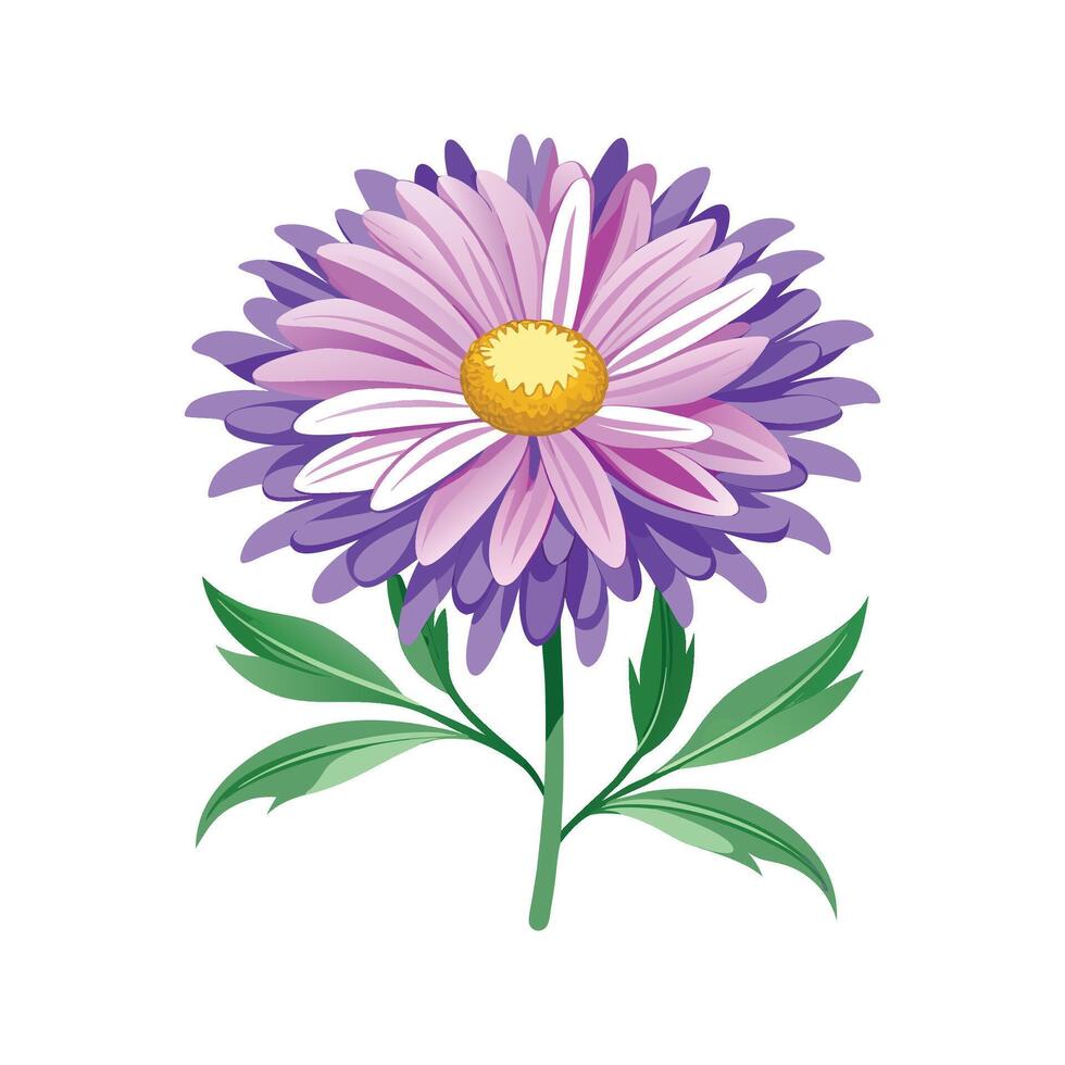 Elegant Aster Plant Illustration vector