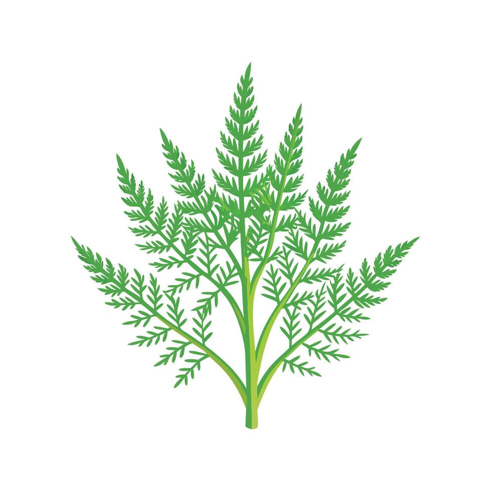 Gorgeous Asparagus Fern Plant Design vector