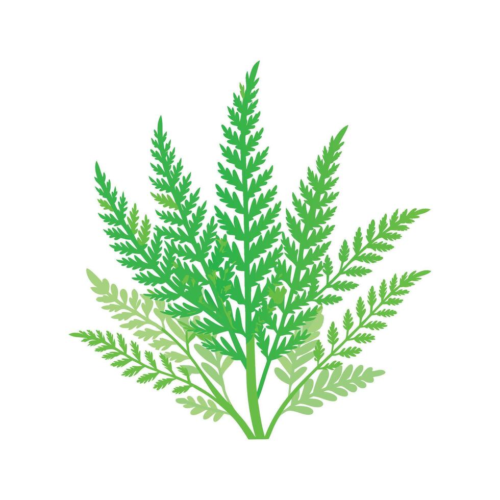 Charming Asparagus Fern Illustration vector
