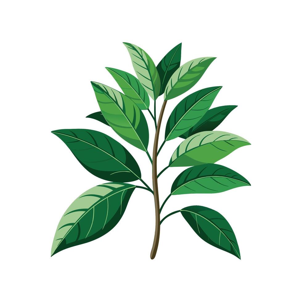 Stylish Aucuba Plant Artwork vector