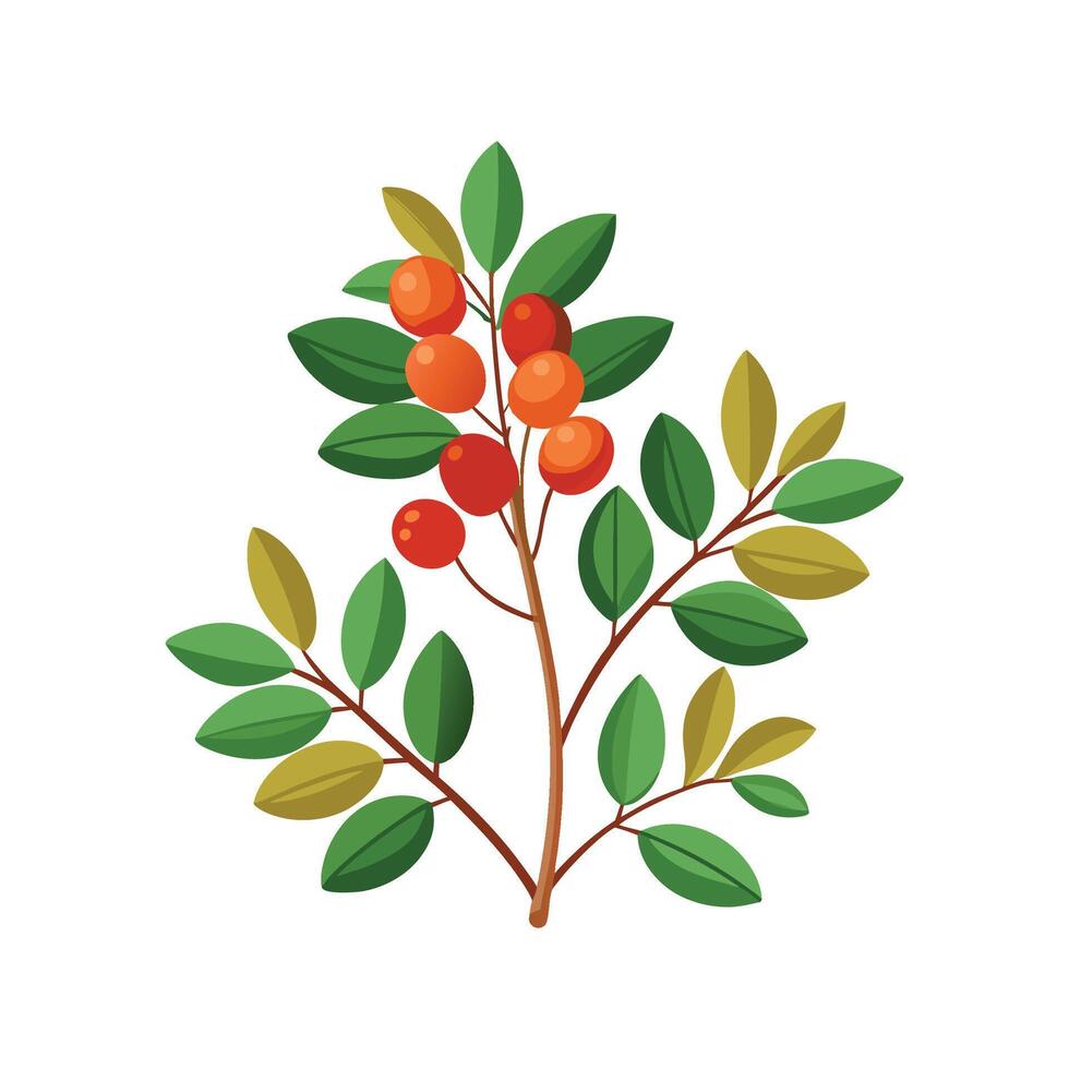 Graceful Barberry Plant Berberis Illustration vector