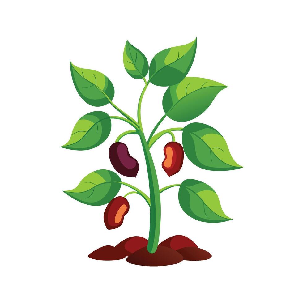 Delicate Bean Plant in Full Growth vector