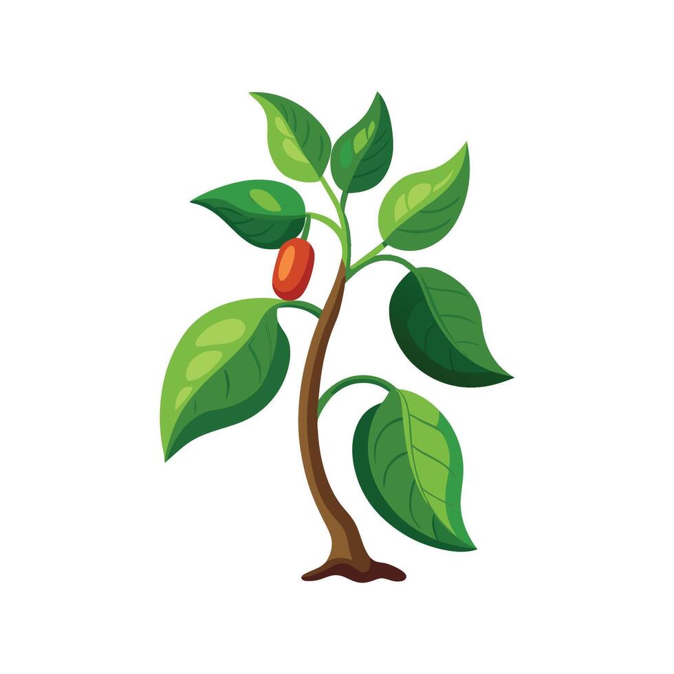 Exquisite Bean Plant with Fresh Leaves vector