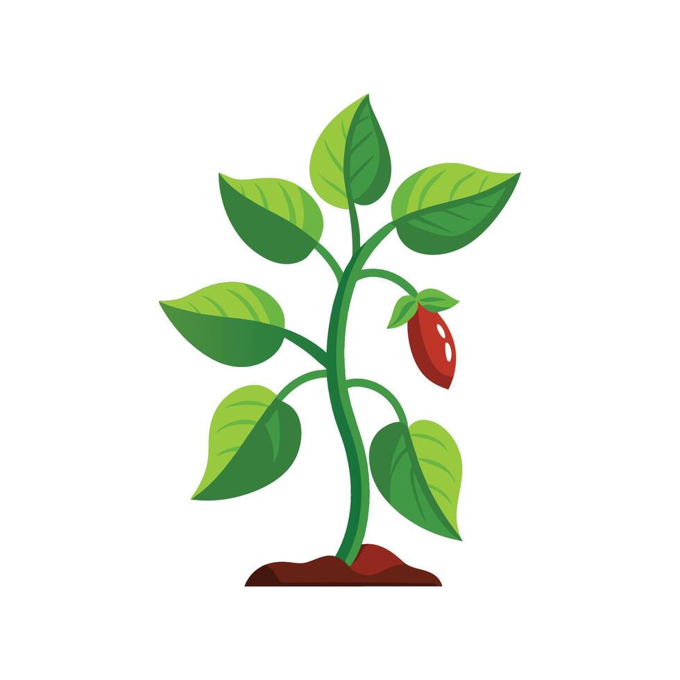 Vibrant Bean Plant in the Garden vector