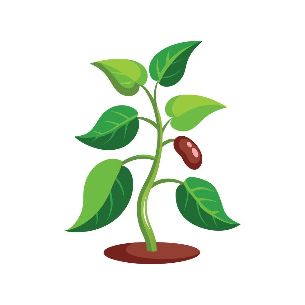 Charming Bean Plant with Green Leaves vector