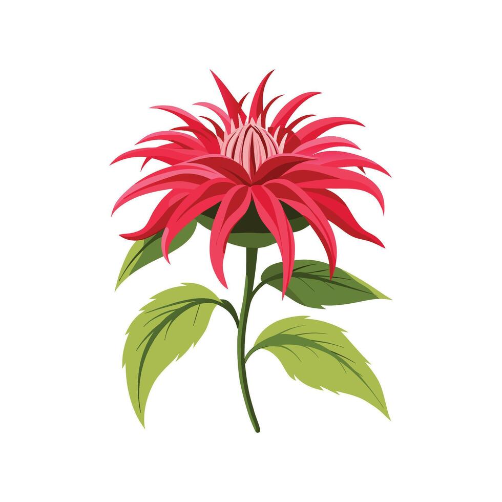 Vibrant Bee Balm Monarda Plant vector