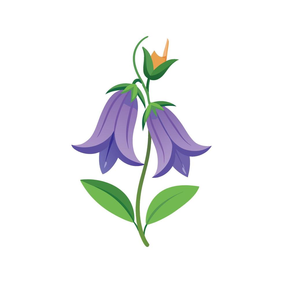 Elegant Bellflower Plant with Blossoms vector