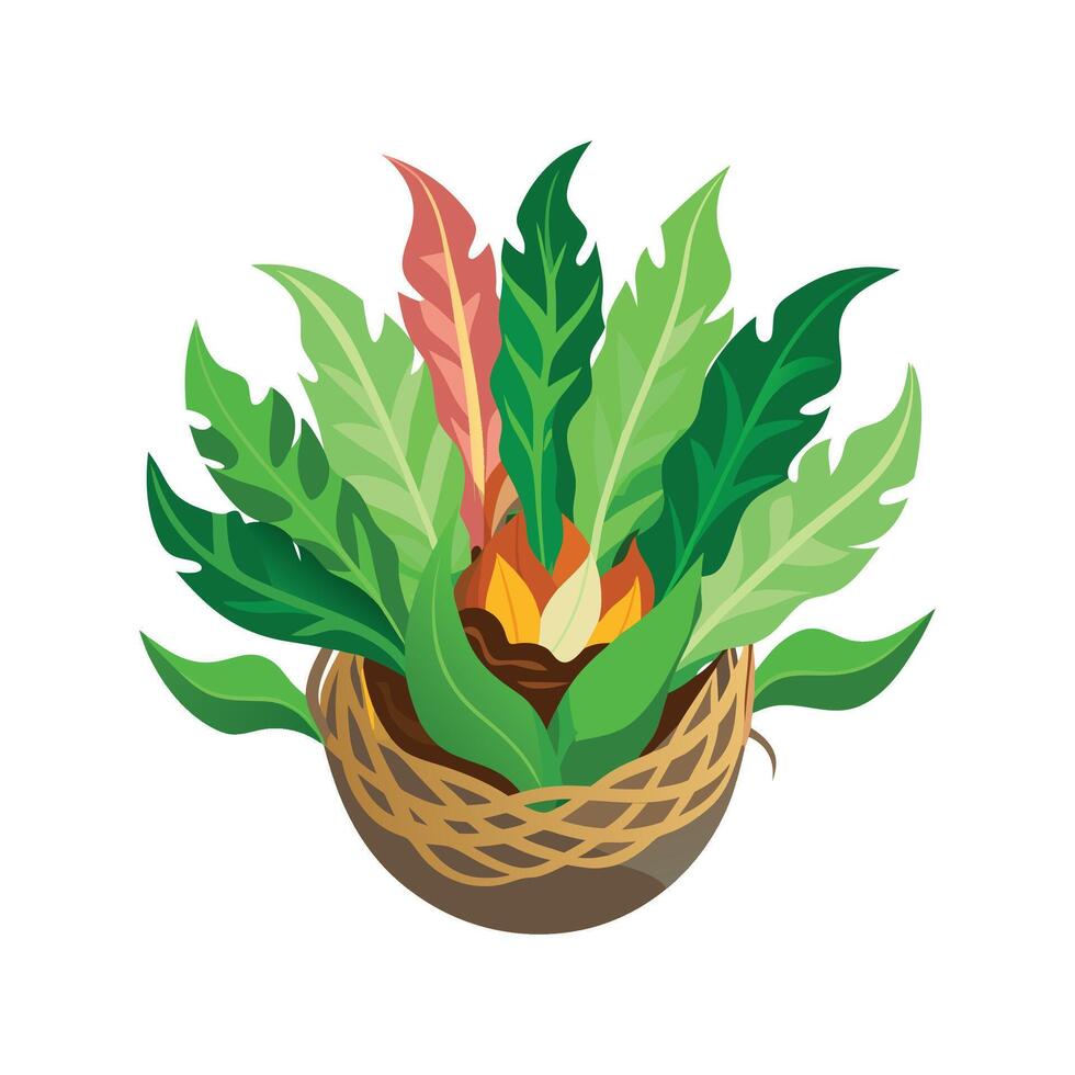 Charming Birds Nest Fern in Nature vector