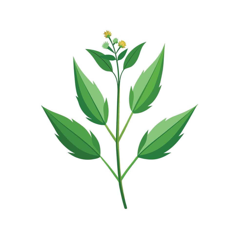 Charming Bishop's Weed in Nature vector