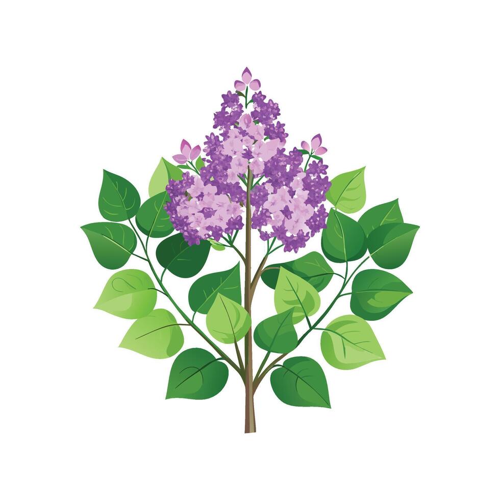 Charming Bloomerang Lilac Plant in Bloom vector