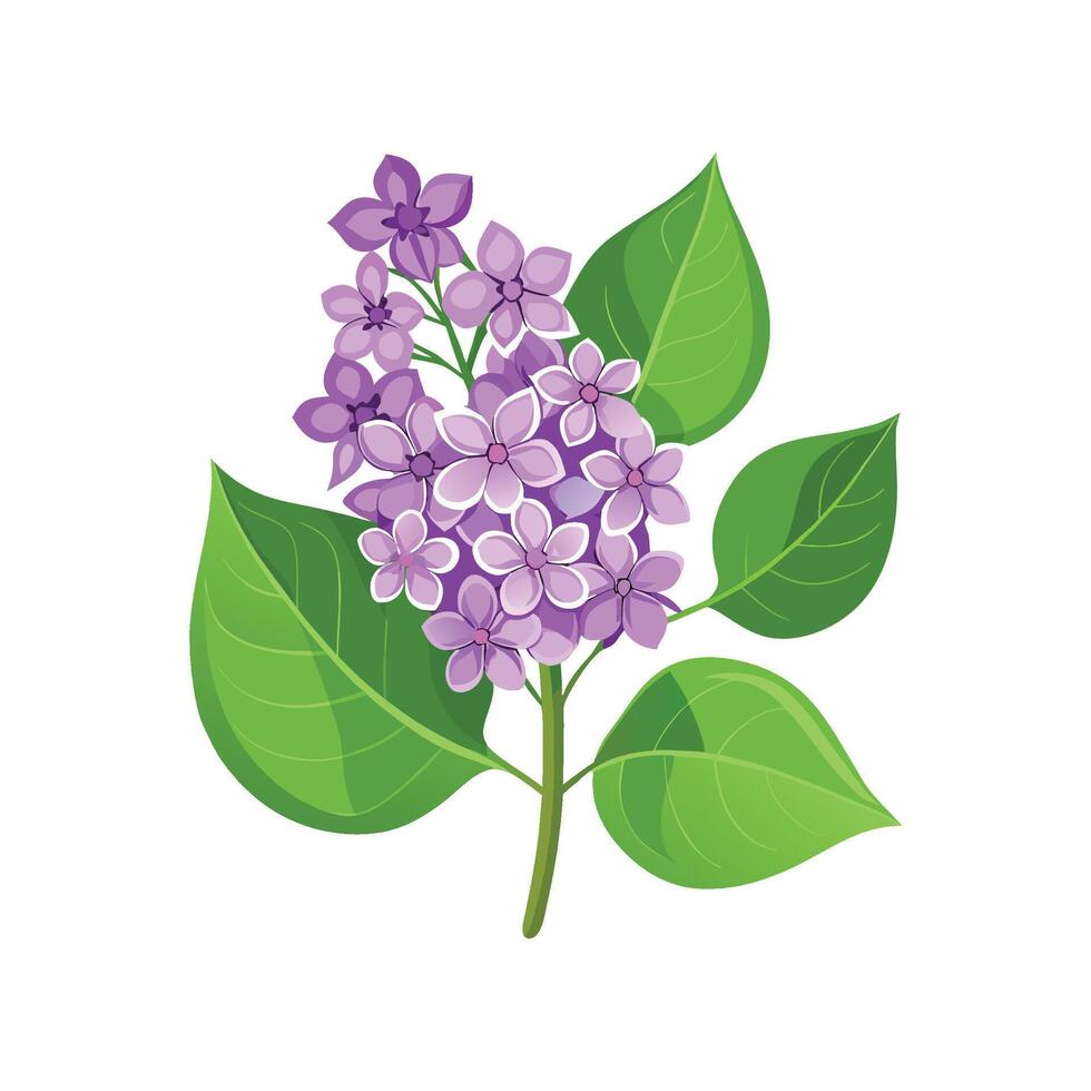 Stunning Bloomerang Lilac Plant Design vector