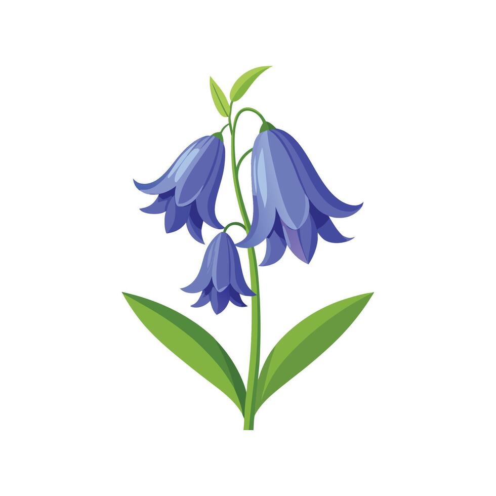 Nutritious Bluebell Hyacinthoides NonScripta vector