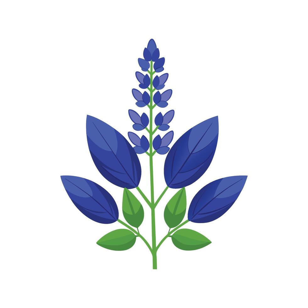 Vibrant Blue Salvia Farinacea Plant vector