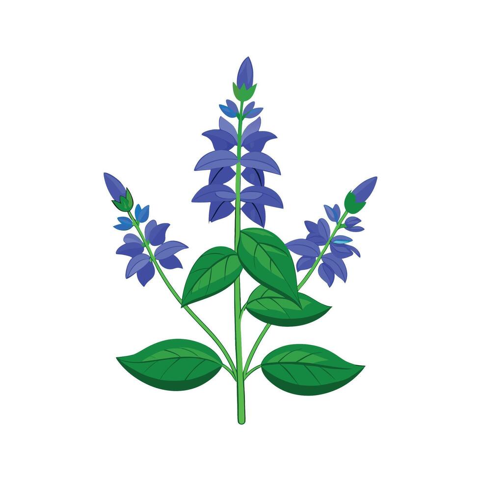Elegant Blue Salvia Farinacea Plant Design vector