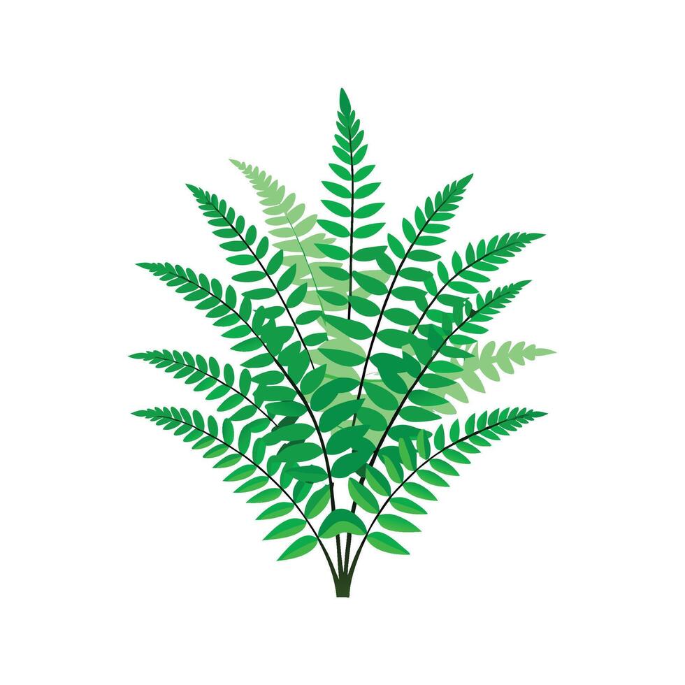 Stunning Boston Fern Plant Design vector