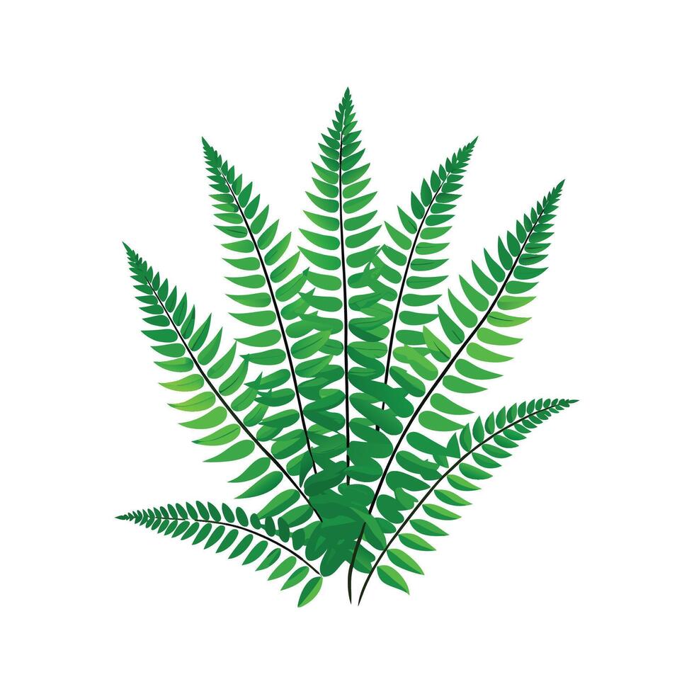 Elegant Boston Fern in the Garden vector