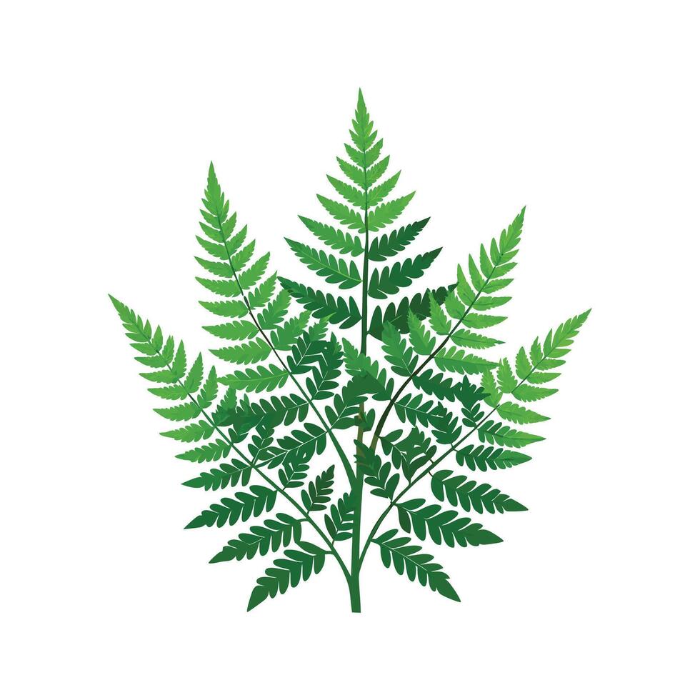 Charming Boston Fern in the Garden vector