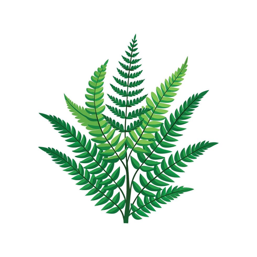 Unique Nephrolepis Exaltata Boston Fern vector