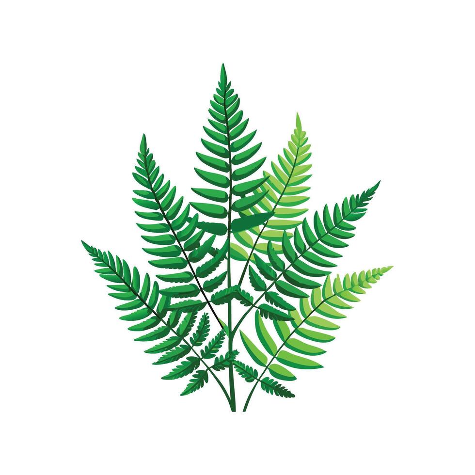 Charming Boston Fern Plant Illustration vector