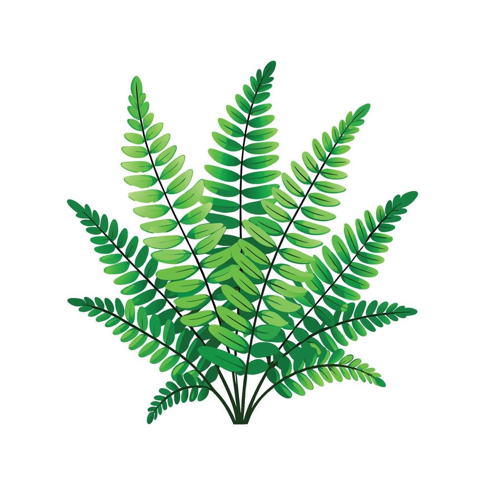 Stunning Nephrolepis Exaltata in Bloom vector