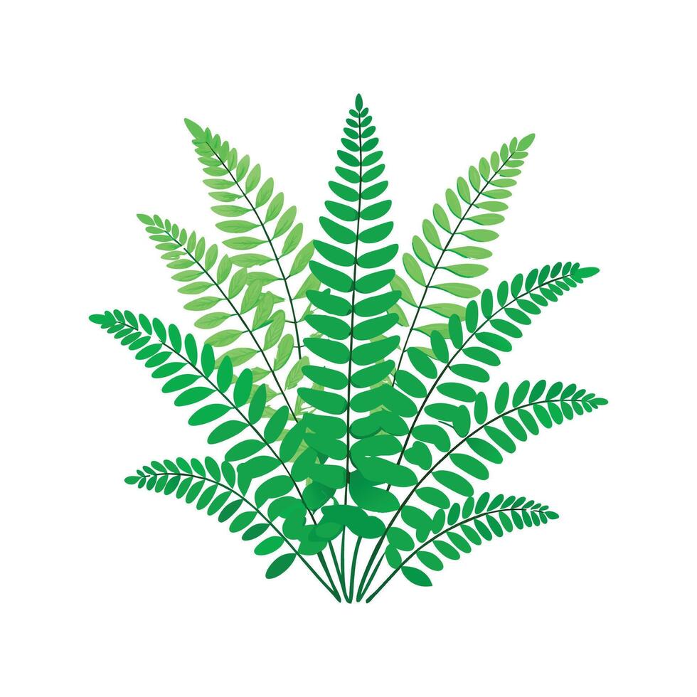 Charming Nephrolepis Exaltata Fern vector