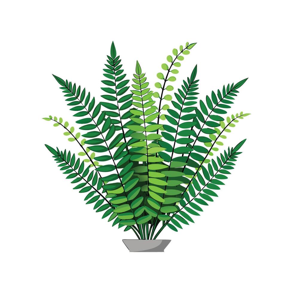 Beautiful Nephrolepis Exaltata in Nature vector