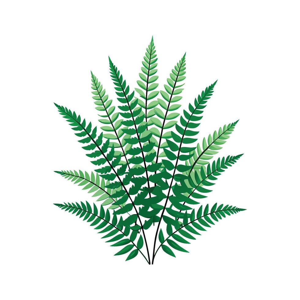 Charming Nephrolepis Exaltata Fern Design vector