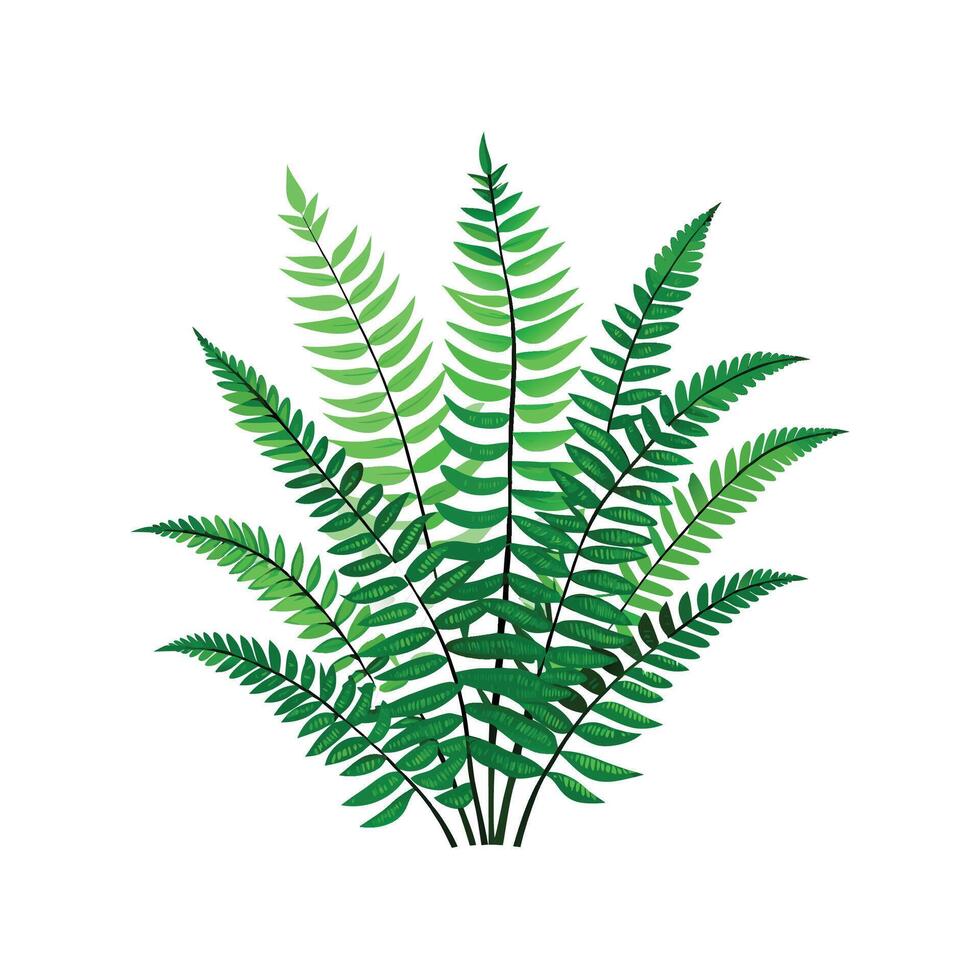 Stunning Nephrolepis Exaltata Plant Design vector