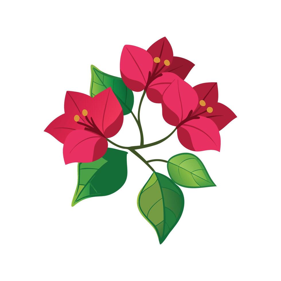 Elegant Bougainvillea Plant Design vector