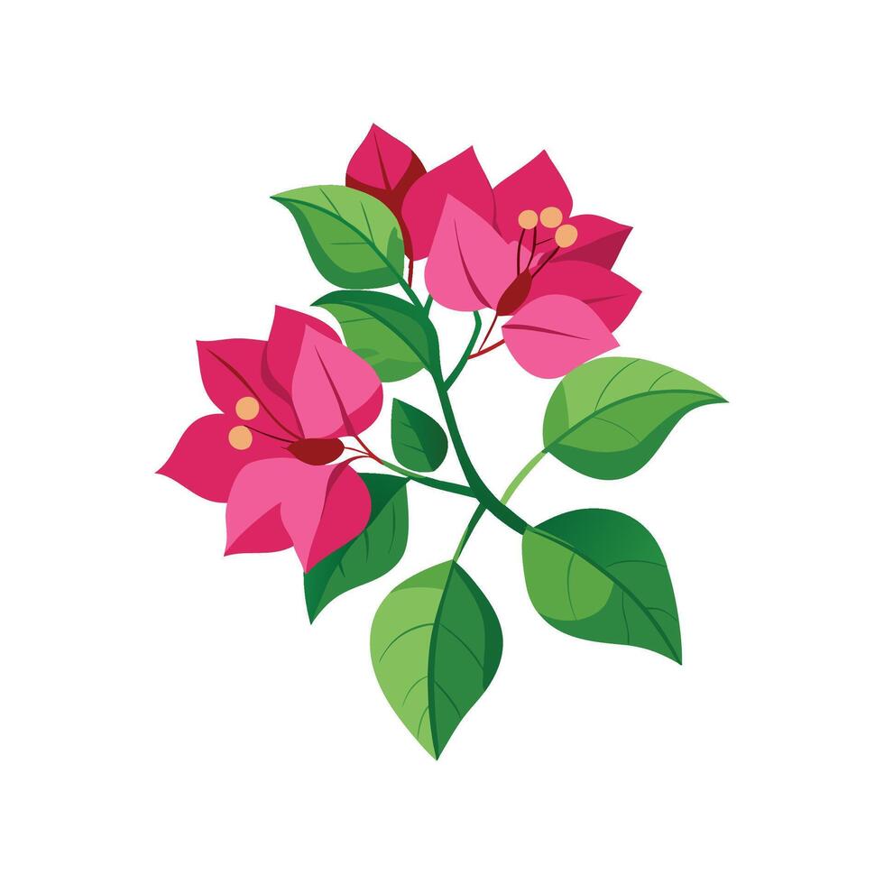 Vibrant Bougainvillea Plant Design vector